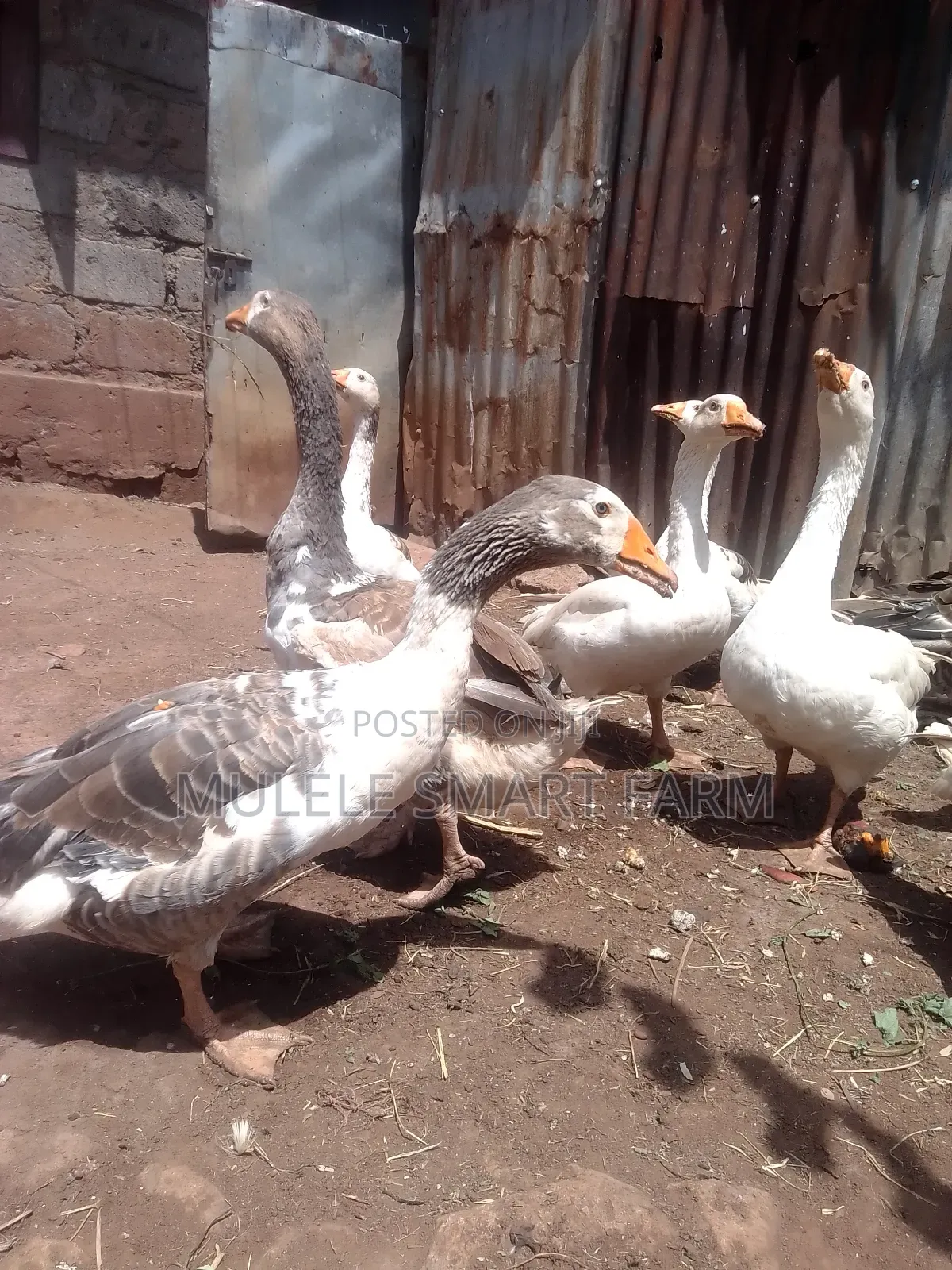 Mature Geese Available.