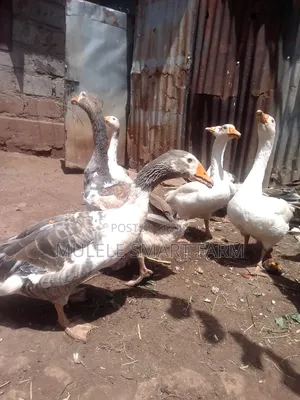 Mature Geese Available.