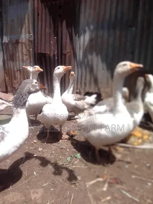 Mature Geese Available.