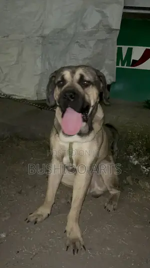 6-12 months Male Purebred Boerboel