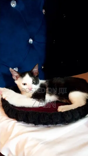 1-3 months Female Purebred Oriental