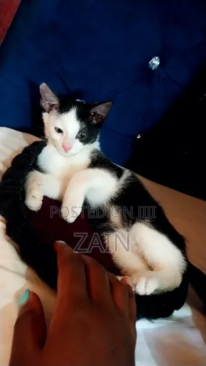 1-3 months Female Purebred Oriental