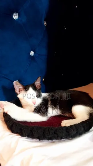 1-3 months Female Purebred Oriental