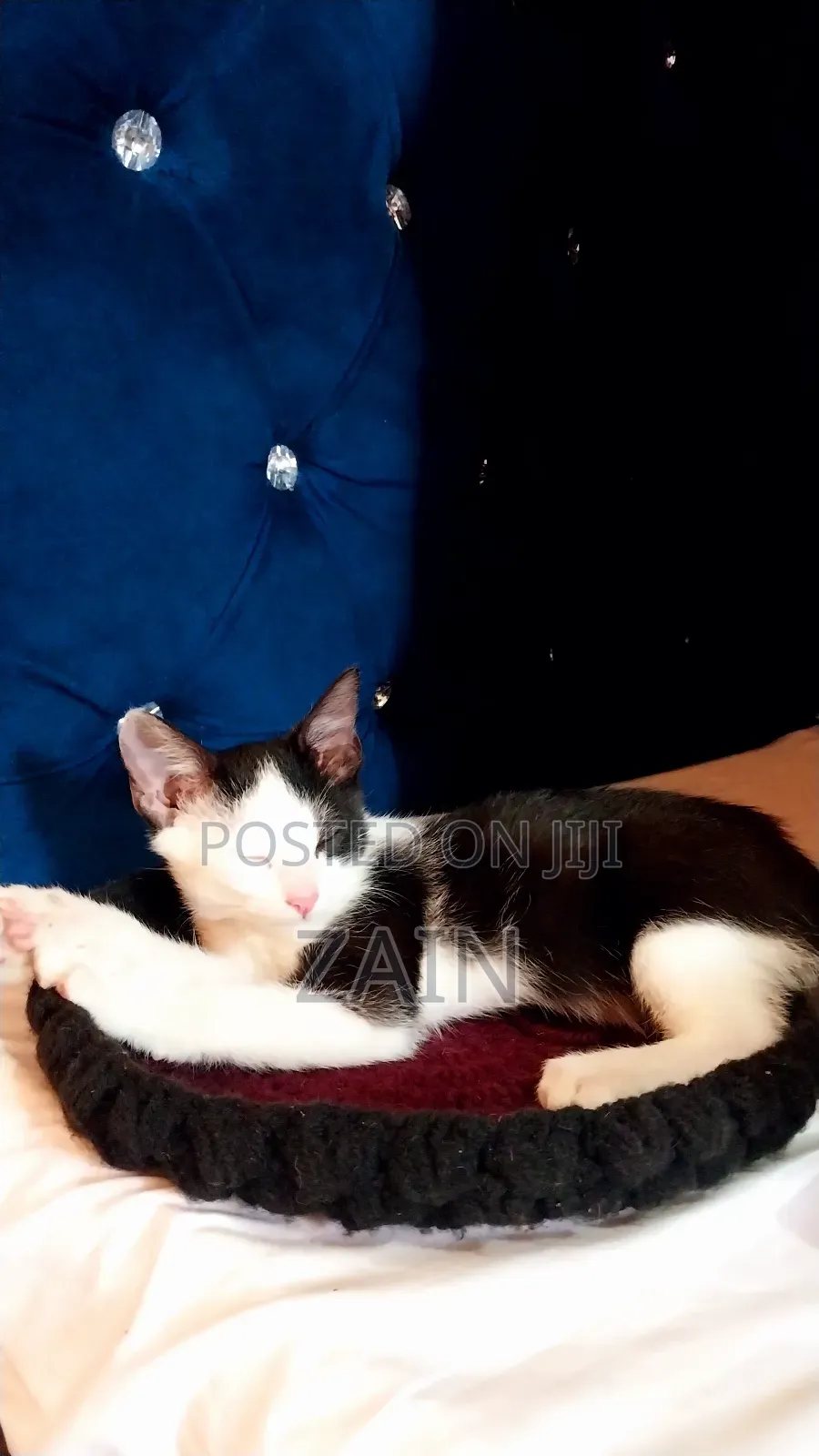 1-3 months Female Purebred Oriental