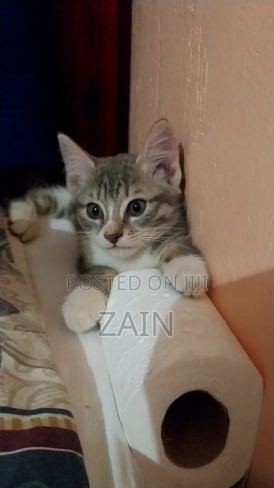1-3 months Female Purebred Oriental