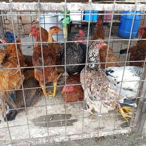 Kuku Kienyeji - main view