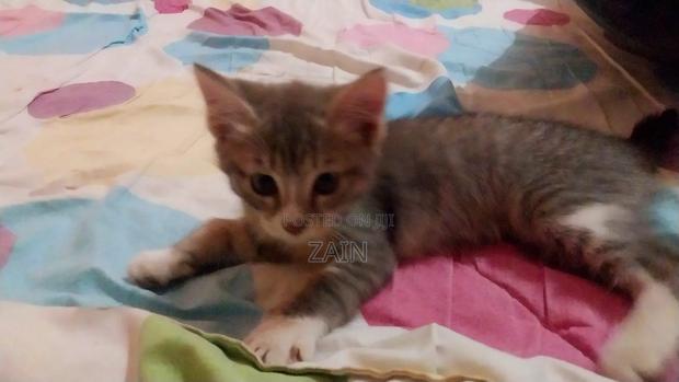 1-3 months Female Purebred Tabby - thumbnail 6