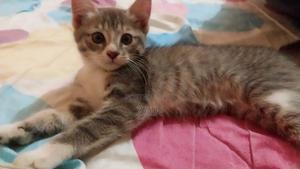 1-3 months Female Purebred Tabby - thumbnail 2