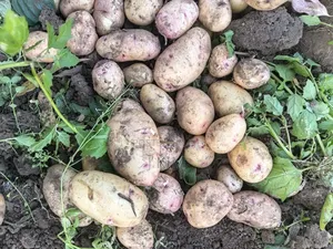 I Rish Potatoes