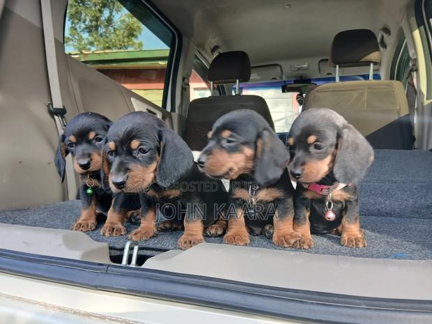 1-3 months Male Purebred Dachshund - thumbnail 3