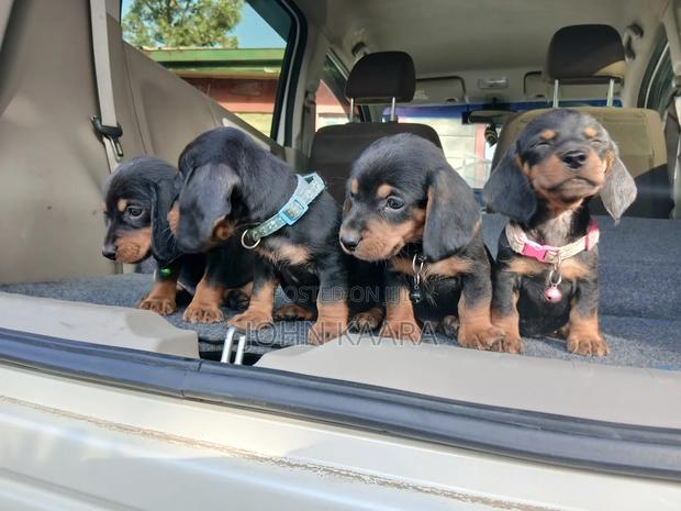 1-3 months Male Purebred Dachshund - thumbnail 4