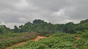 10 Acre Land for Sale in Machinery - Kambu. - thumbnail 2