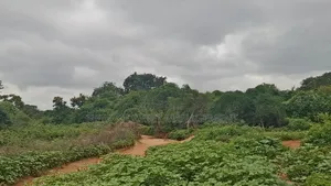 10 Acre Land for Sale in Machinery - Kambu.