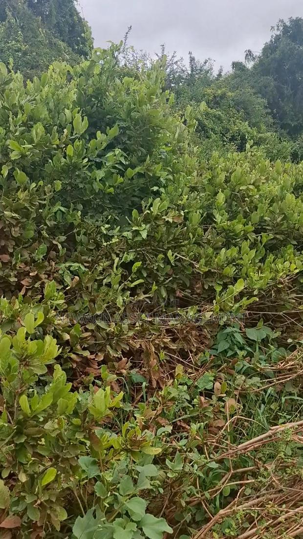 10 Acre Land for Sale in Machinery - Kambu. - thumbnail 5