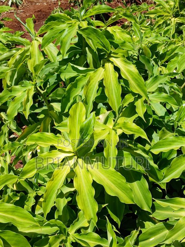 Organic Insulin Plant Seedlings – Bulk Sale (Kenya)