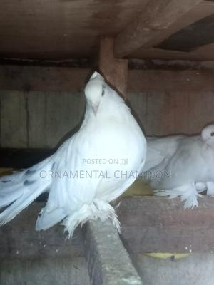 Bird Lovers - main view