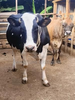 Gmac Diaries - Dry Cow 7 Months in-Calf - main view