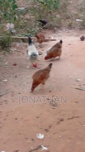 Bread Kienyeji Chicken - main view