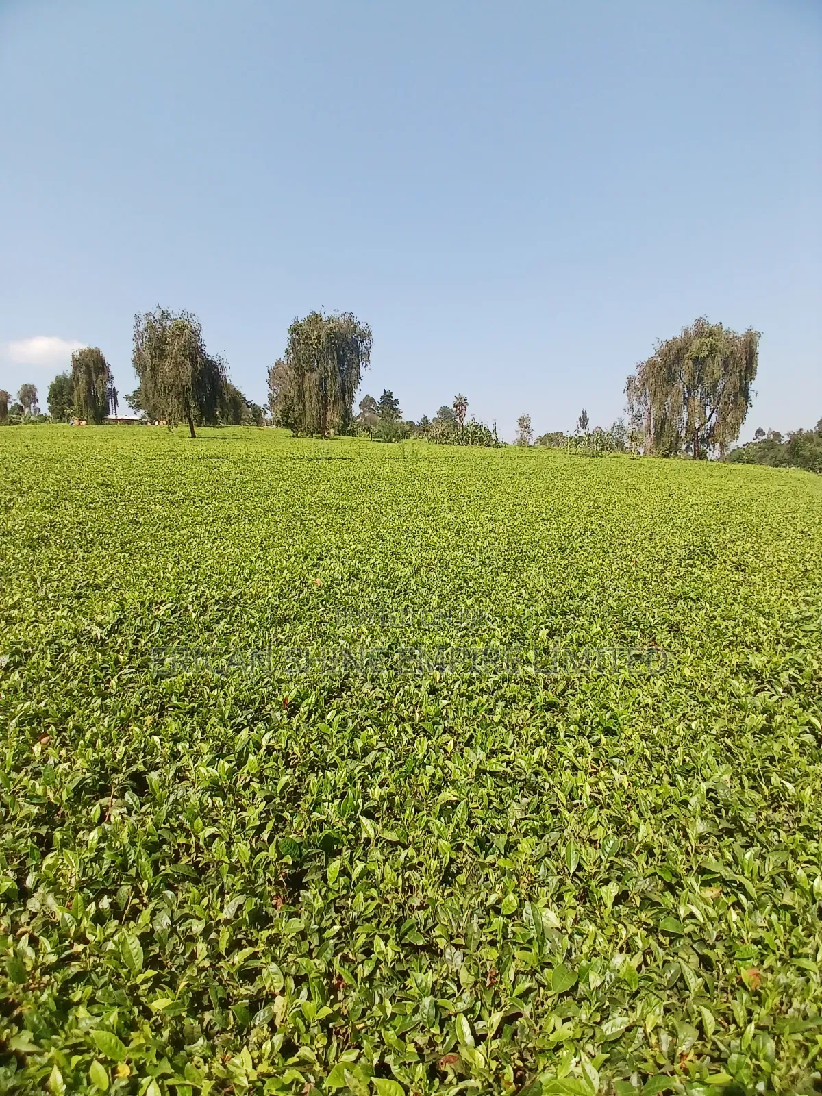 5 Acres for Sale in Nandi Hills
