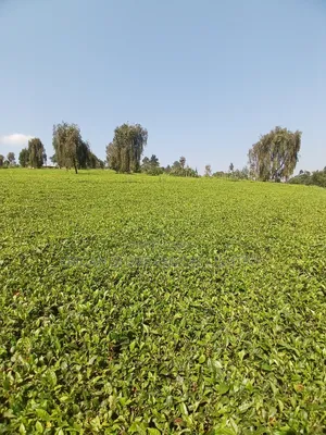 5 Acres for Sale in Nandi Hills