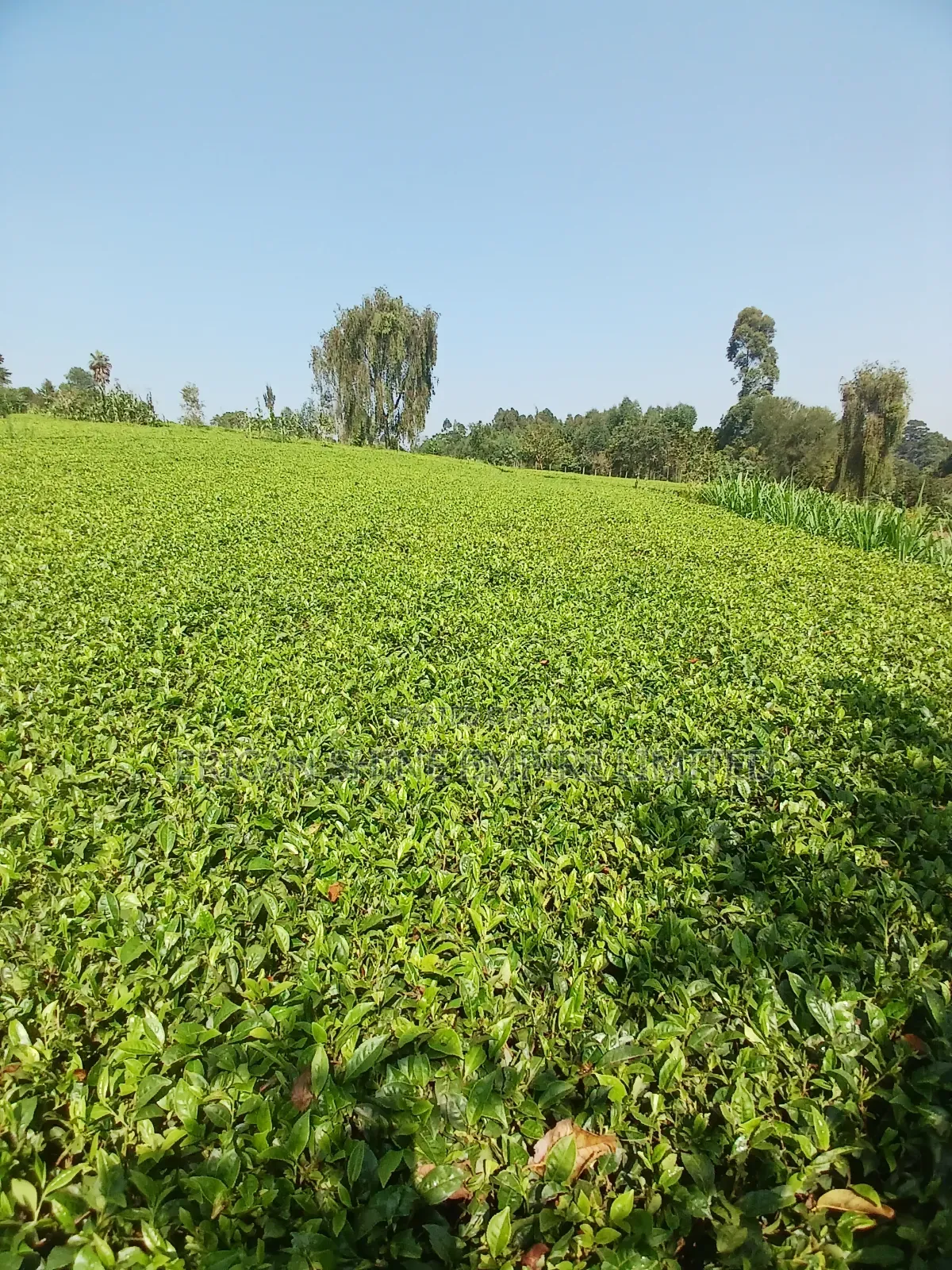 5 Acres for Sale in Nandi Hills