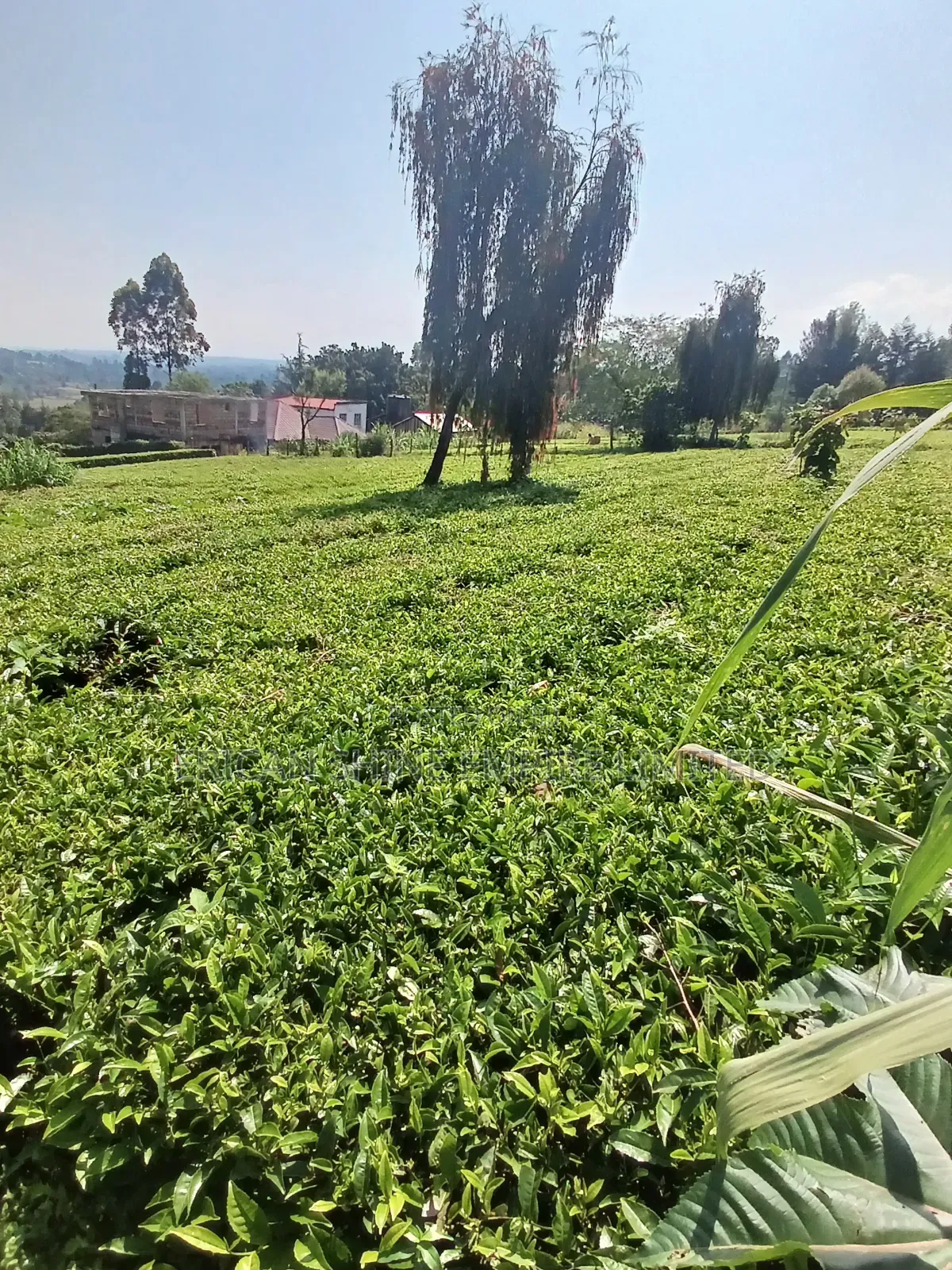 5 Acres for Sale in Nandi Hills