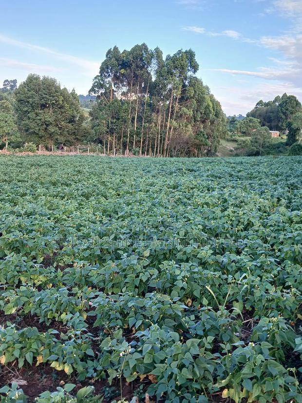 1.5acre Sale - thumbnail 4