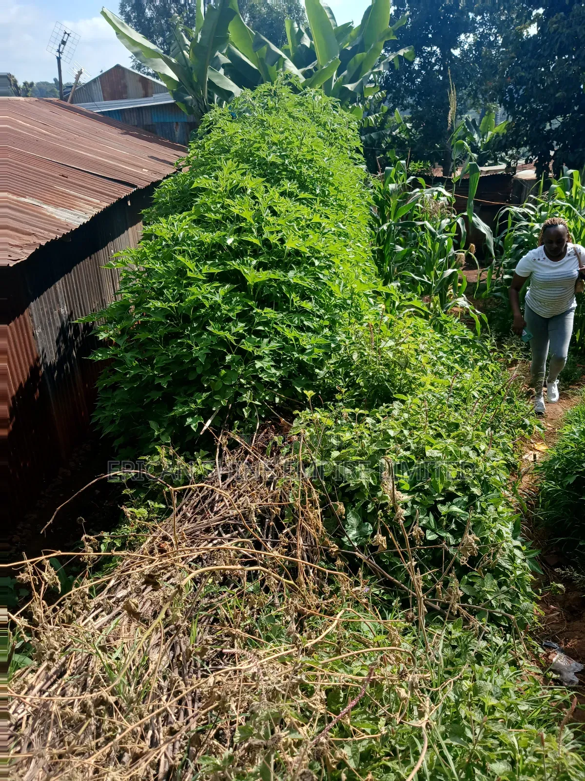 1/4 Land for Sale Wangige