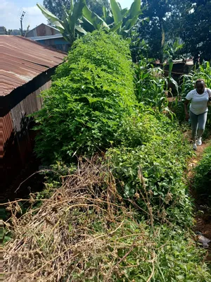1/4 Land for Sale Wangige