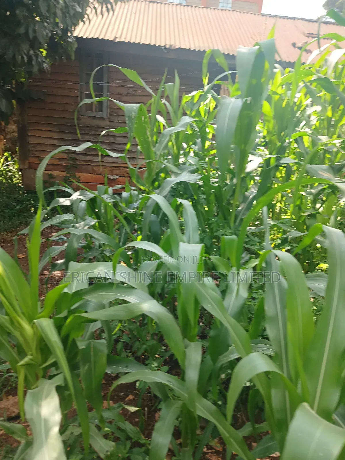 1/4 Land for Sale Wangige