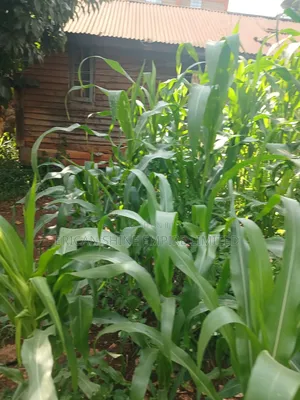 1/4 Land for Sale Wangige