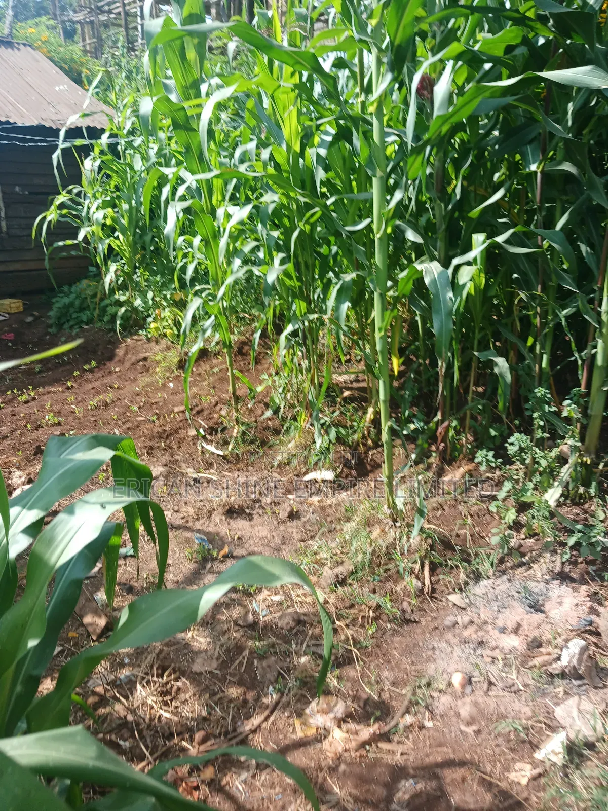 1/4 Land for Sale Wangige