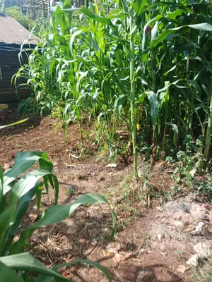 1/4 Land for Sale Wangige