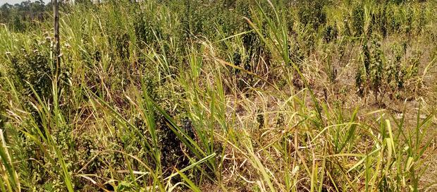 1⁄4 Acre for Sale - thumbnail 6