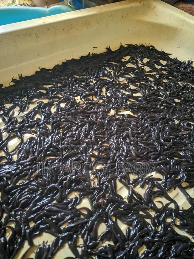Premium Quality Catfish Fingerlings - main view