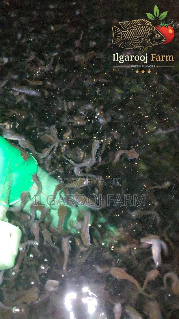Premium Quality Catfish Fingerlings - thumbnail 2