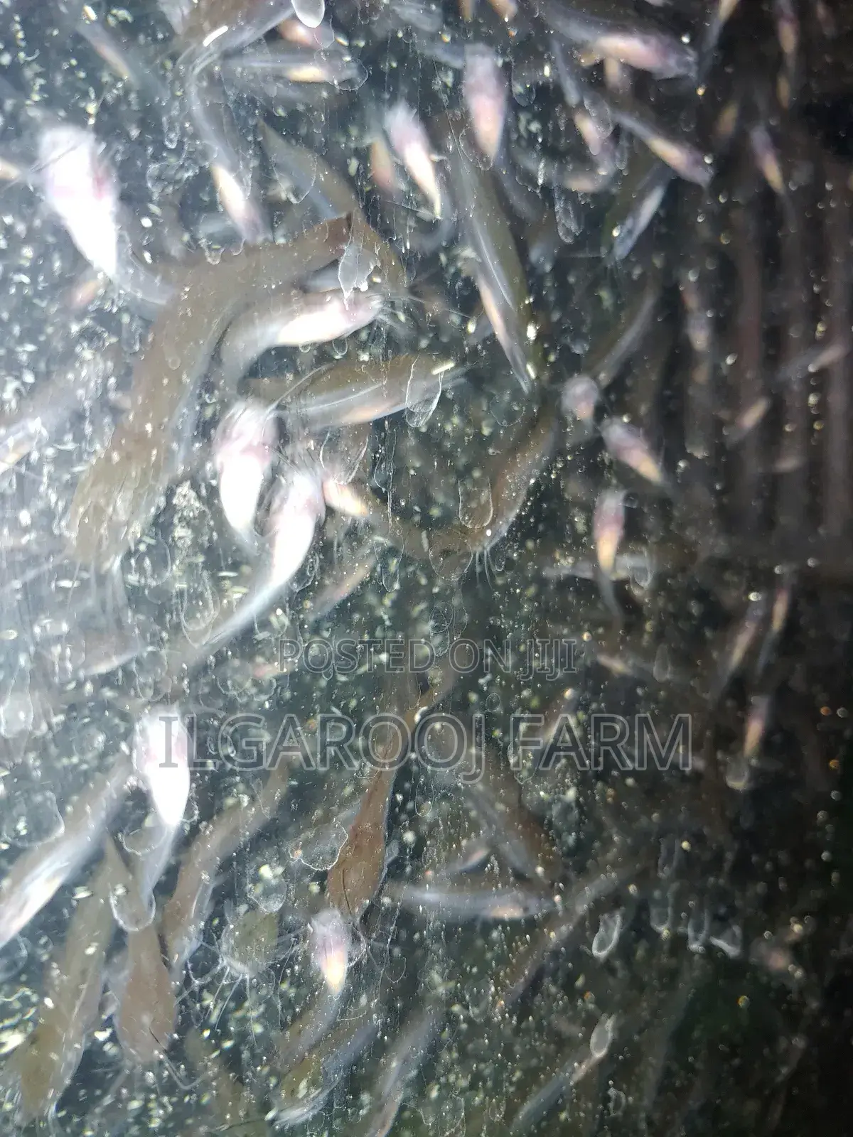 Premium Quality Catfish Fingerlings
