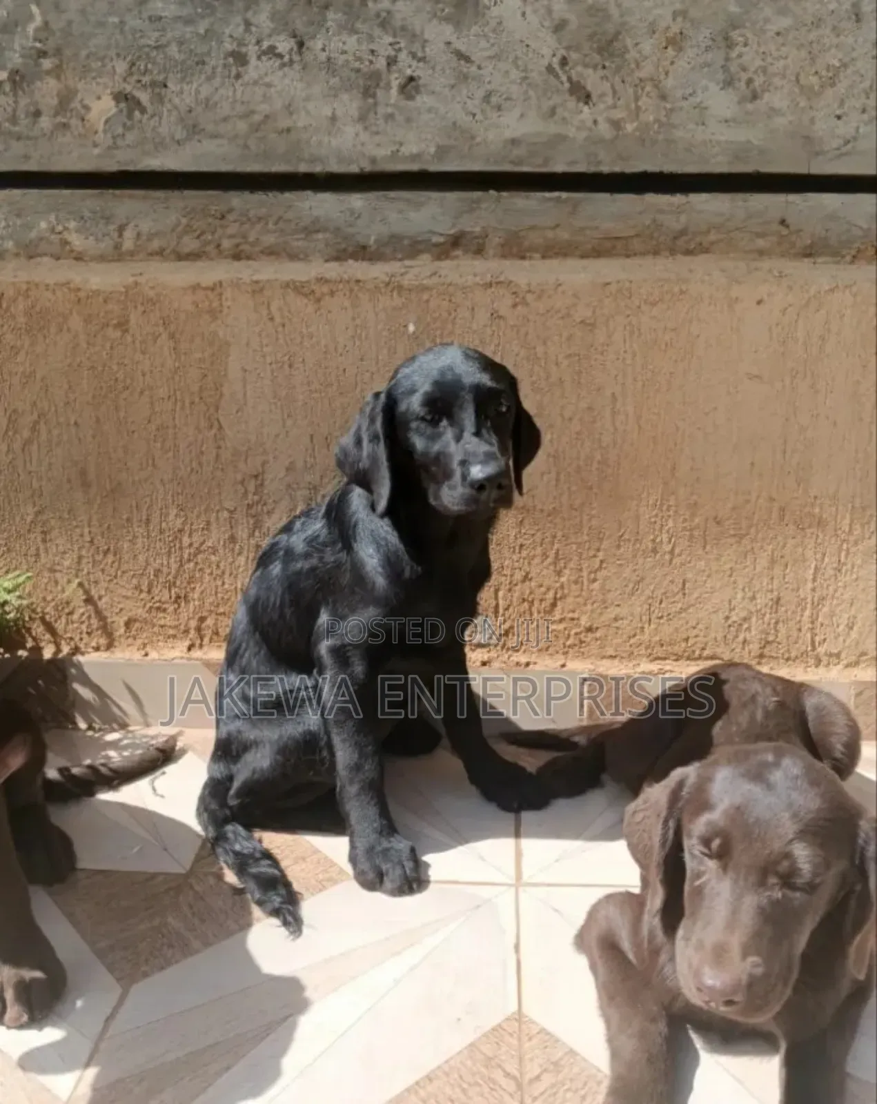 1-3 months Male Purebred Labrador Retriever