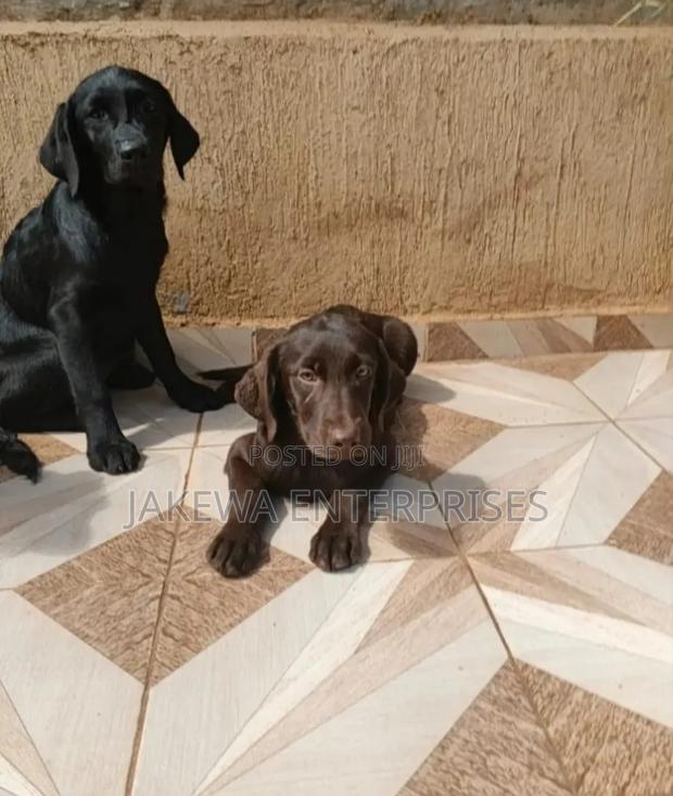 1-3 months Female Purebred Labrador Retriever - main view