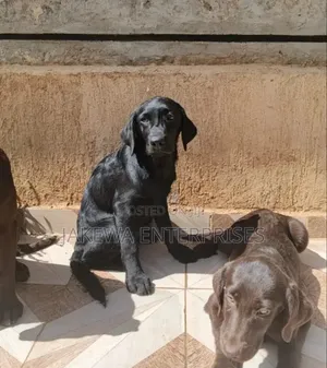 1-3 months Male Purebred Labrador Retriever