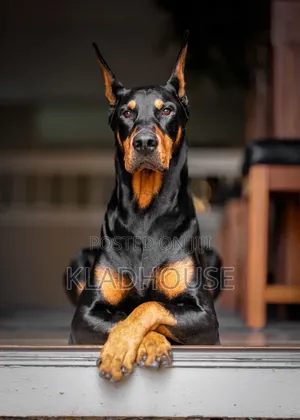 3-6 months Male Purebred Doberman Pinscher