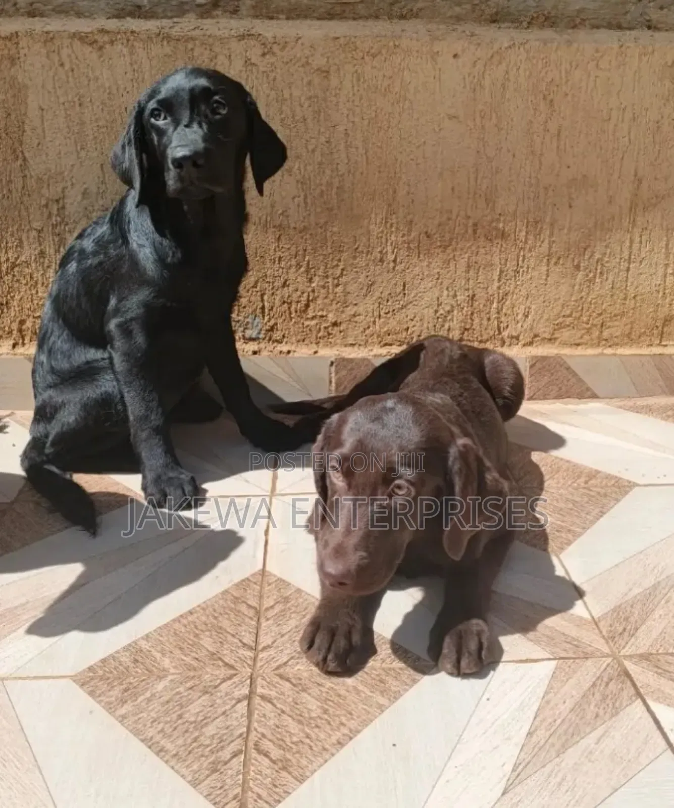 1-3 months Male Purebred Labrador Retriever