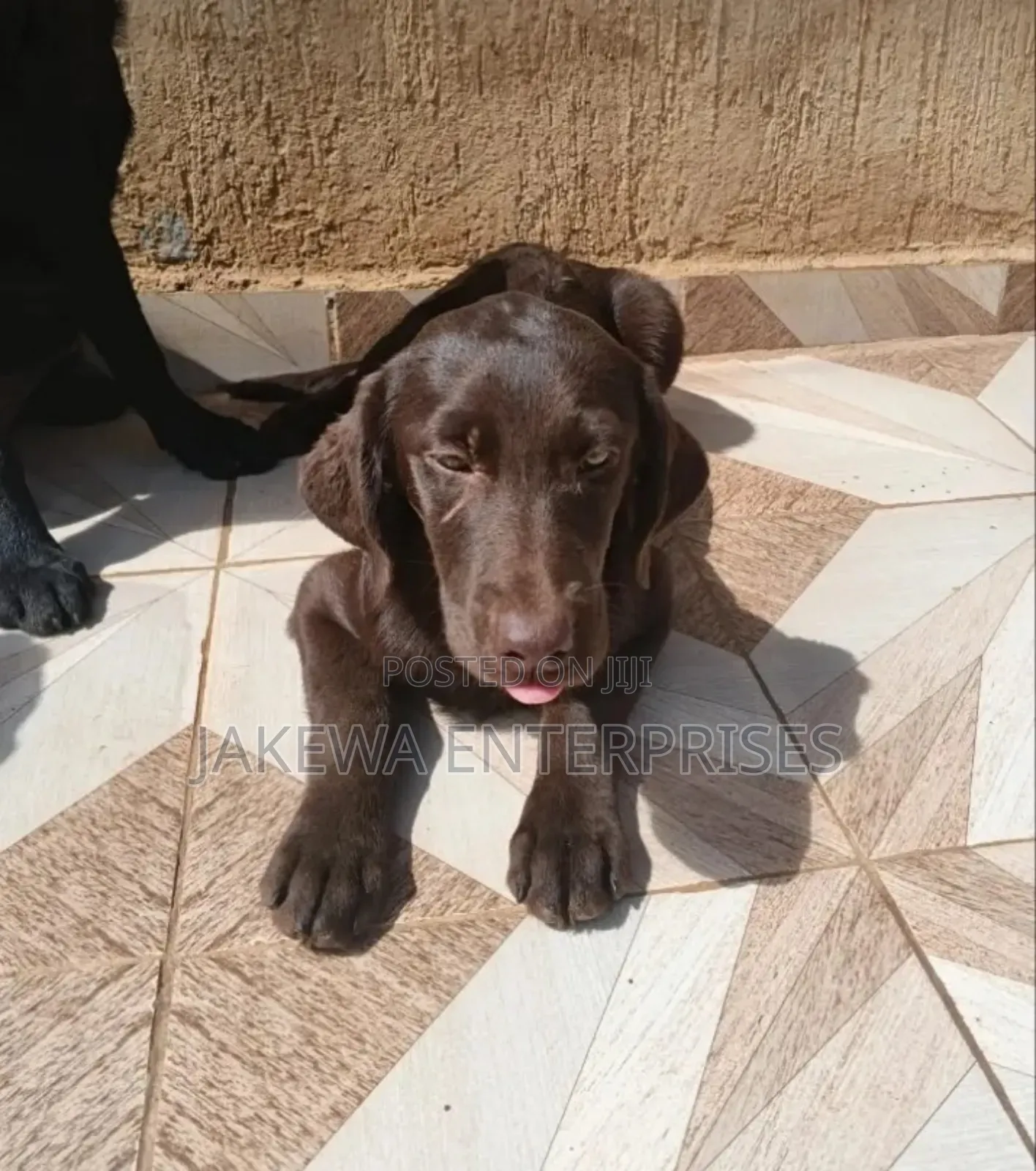 1-3 months Male Purebred Labrador Retriever