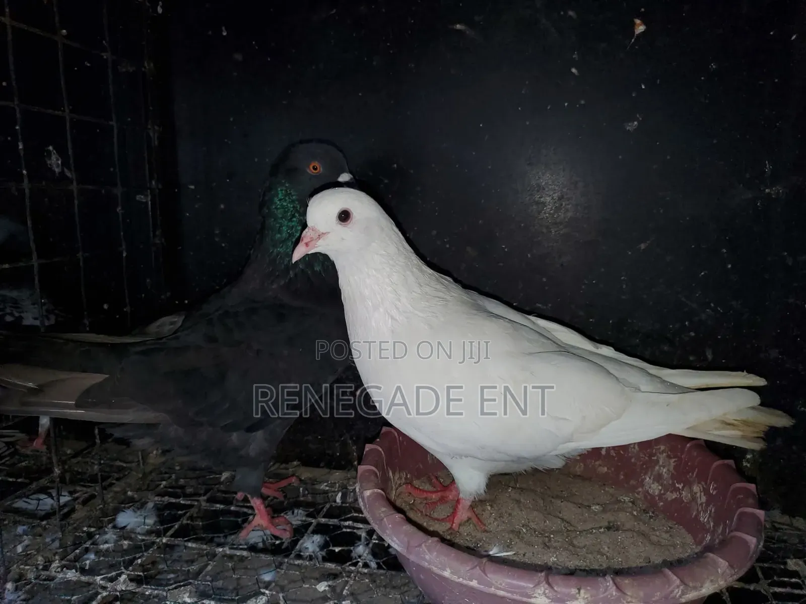 Pure White Pegion