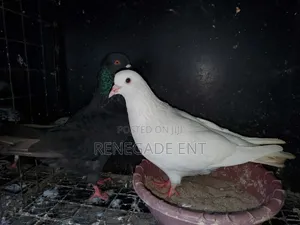 Pure White Pegion