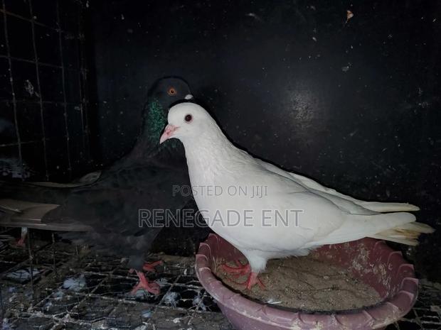 Pure White Pegion - thumbnail 4