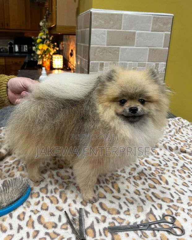 1-3 months Male Purebred Pomeranian