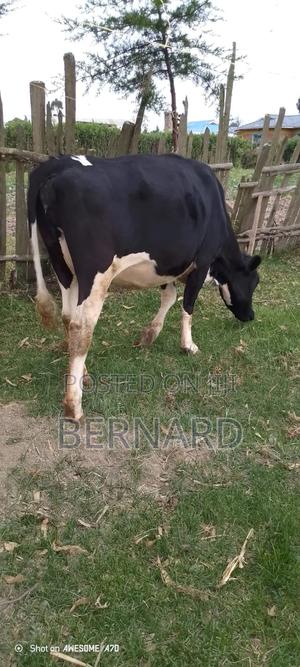 Freshian to Be Sold - main view