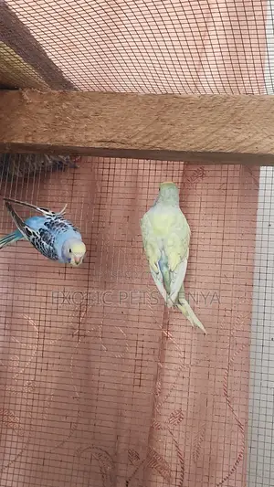 English Budgies