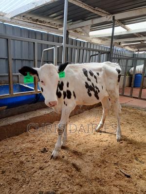 Pedigree Heifer. - thumbnail 2